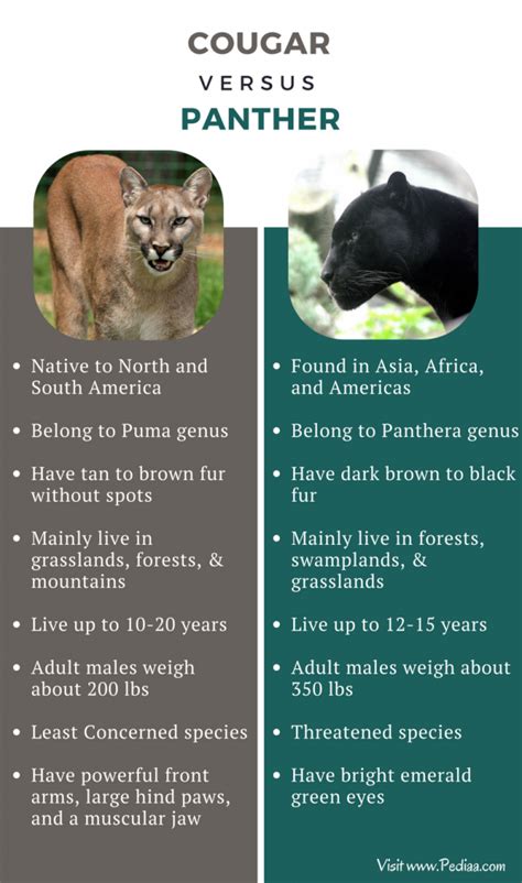 puma cougar difference|cougar puma panther jaguar.